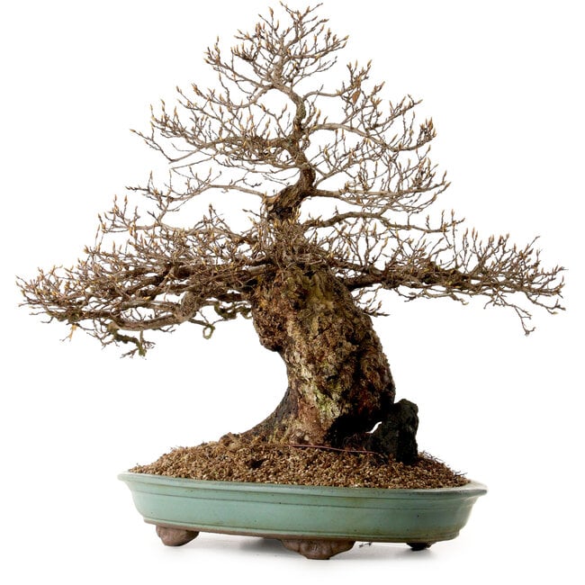Carpinus coreana, 59 cm, ± 40 anni, con nebari di 20 cm