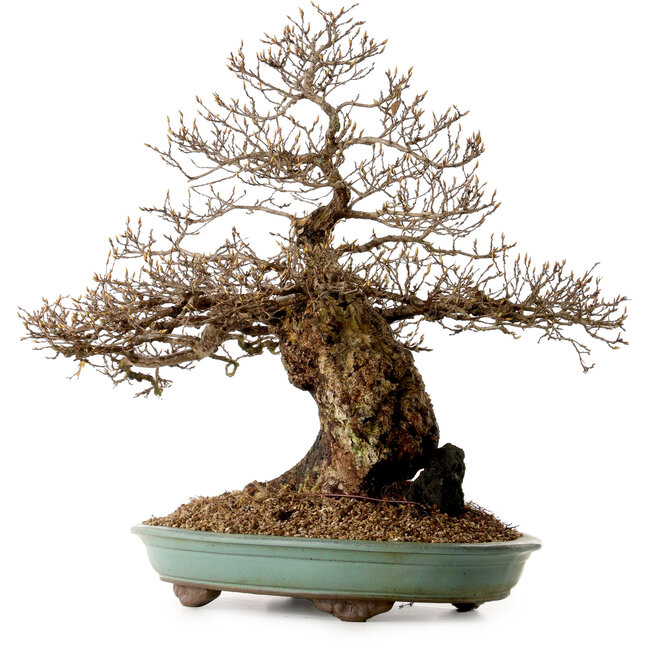 Carpinus coreana, 59 cm, ± 40 jaar oud, met een nebari van 20 cm
