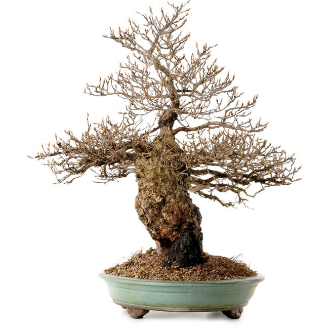 Carpinus coreana, 59 cm, ± 40 anni, con nebari di 20 cm