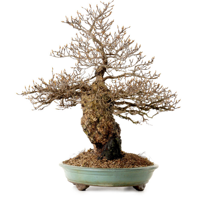 Carpinus coreana, 59 cm, ± 40 ans, avec un nebari de 20 cm