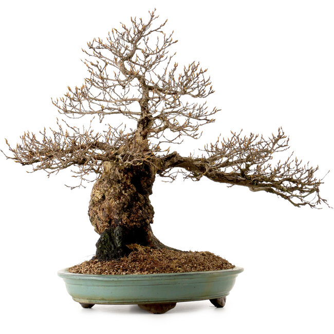 Carpinus coreana, 59 cm, ± 40 jaar oud, met een nebari van 20 cm