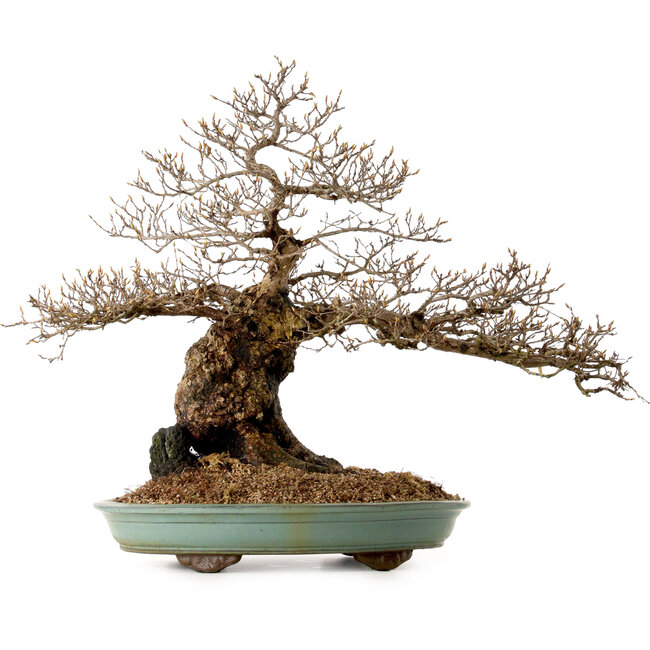 Carpinus coreana, 59 cm, ± 40 años, con un nebari de 20 cm
