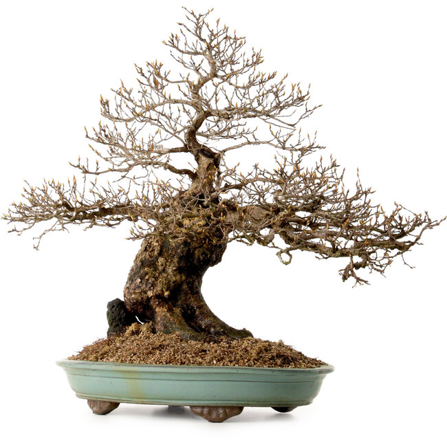 Carpinus coreana, 59 cm, ± 40 years old, with a nebari of 20 cm