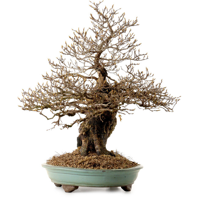 Carpinus coreana, 59 cm, ± 40 anni, con nebari di 20 cm