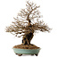 Carpinus coreana, 59 cm, ± 40 years old, with a nebari of 20 cm