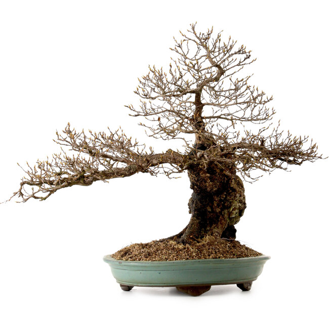 Carpinus coreana, 59 cm, ± 40 años, con un nebari de 20 cm