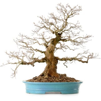 Carpinus coreana, 60 cm, ± 40 ans