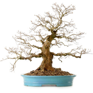 Carpinus coreana, 60 cm, ± 40 years old