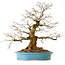 Carpinus coreana, 60 cm, ± 40 anni, con nebari di 26 cm
