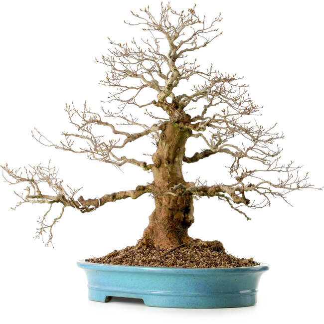 Carpinus coreana, 60 cm, ± 40 ans, avec un nebari de 26 cm