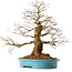 Carpinus coreana, 60 cm, ± 40 anni, con nebari di 26 cm