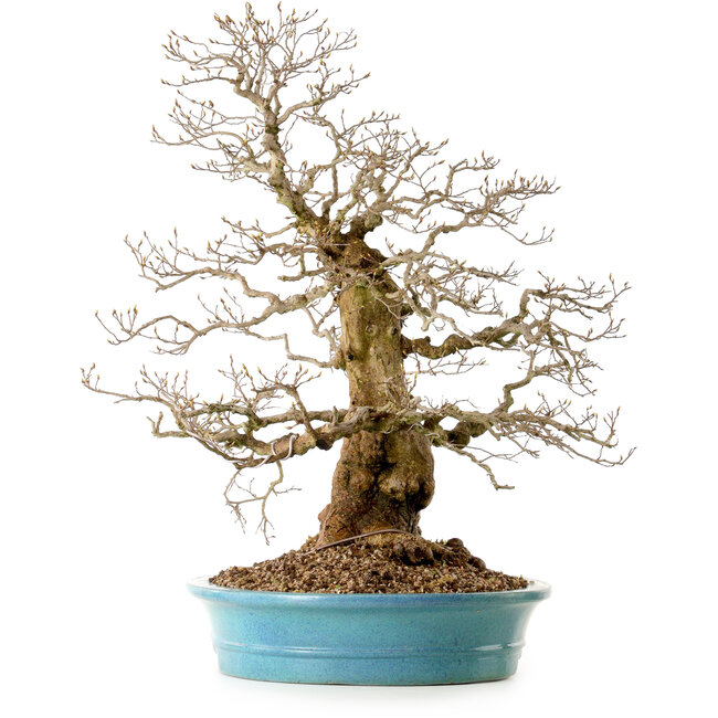 Carpinus coreana, 60 cm, ± 40 anni, con nebari di 26 cm