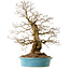 Carpinus coreana, 60 cm, ± 40 anni, con nebari di 26 cm