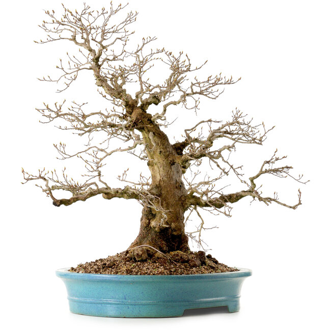 Carpinus coreana, 60 cm, ± 40 jaar oud, met een nebari van 26 cm
