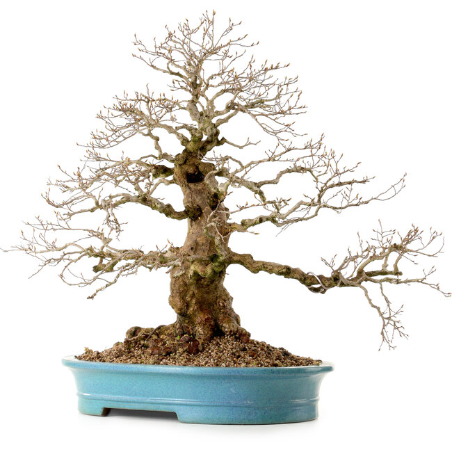 Carpinus coreana, 60 cm, ± 40 Jahre alt, mit einem Nebari von 26 cm