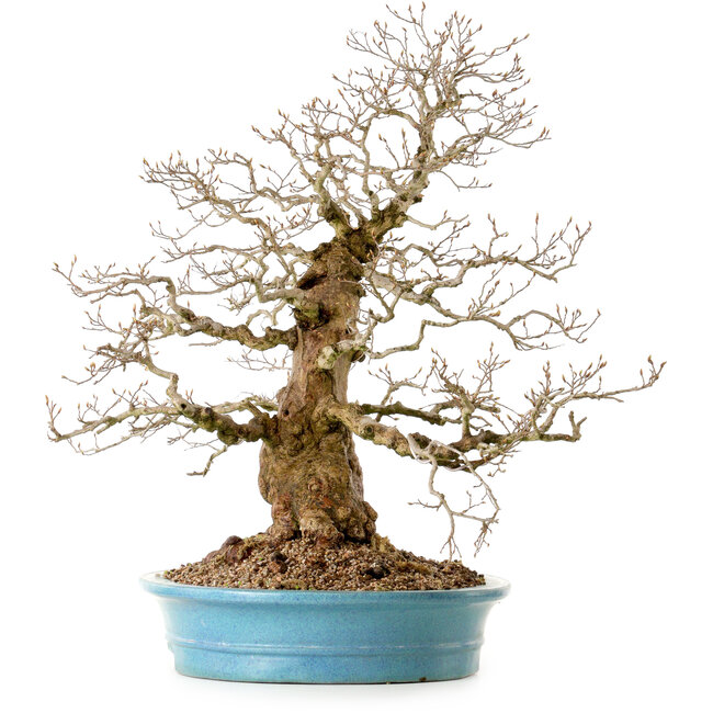 Carpinus coreana, 60 cm, ± 40 años, con un nebari de 26 cm