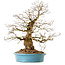 Carpinus coreana, 60 cm, ± 40 years old, with a nebari of 26 cm