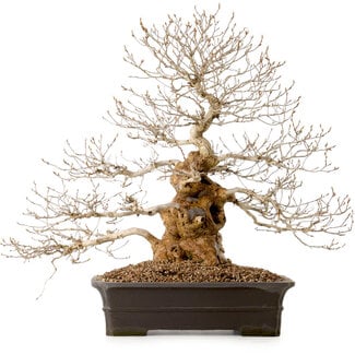 Carpinus coreana, 52 cm, ± 40 Jahre alt