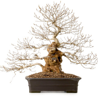 Carpinus coreana, 52 cm, ± 40 years old