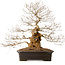 Carpinus coreana, 52 cm, ± 40 years old, with a nebari of 14 cm