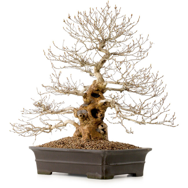 Carpinus coreana, 52 cm, ± 40 ans, avec un nebari de 14 cm