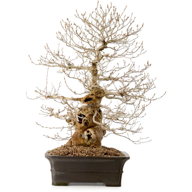 Carpinus coreana, 52 cm, ± 40 Jahre alt, mit einem Nebari von 14 cm