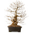 Carpinus coreana, 52 cm, ± 40 years old, with a nebari of 14 cm