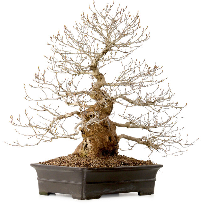 Carpinus coreana, 52 cm, ± 40 anni, con nebari di 14 cm