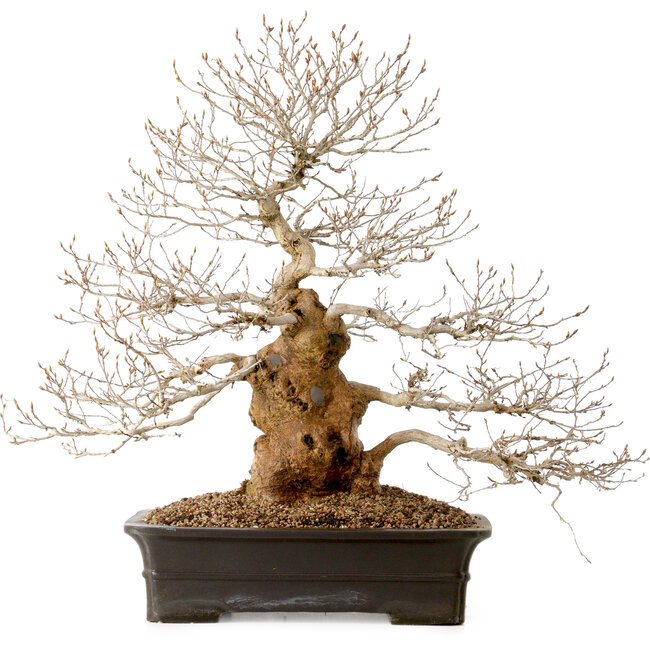 Carpinus coreana, 52 cm, ± 40 years old, with a nebari of 14 cm