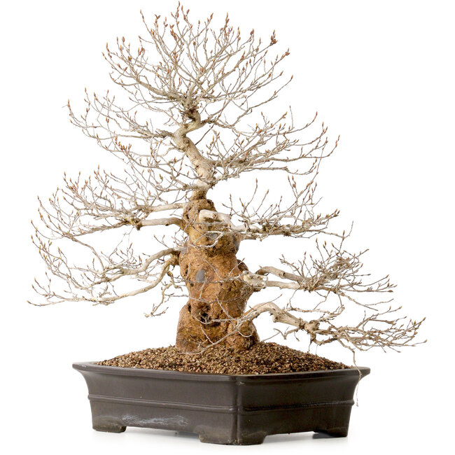Carpinus coreana, 52 cm, ± 40 years old, with a nebari of 14 cm