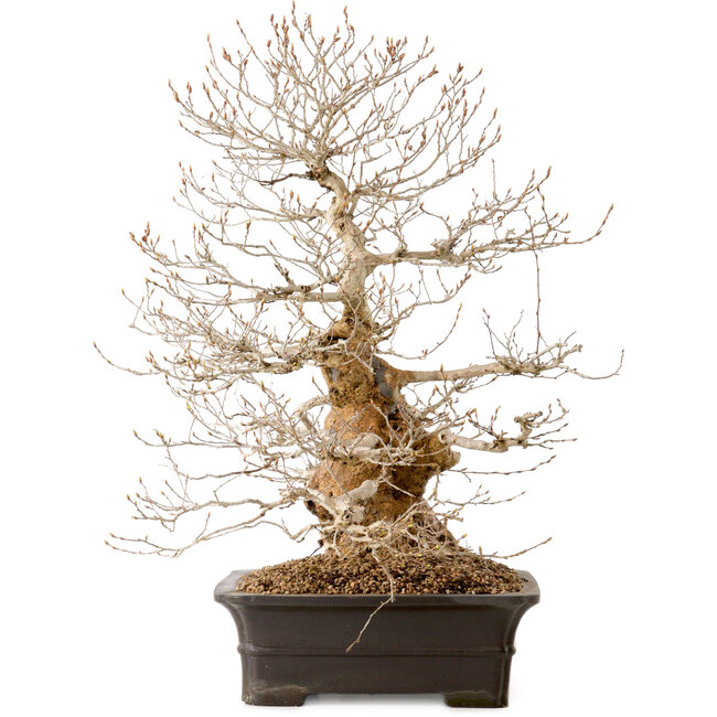 Carpinus coreana, 52 cm, ± 40 Jahre alt, mit einem Nebari von 14 cm