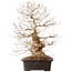 Carpinus coreana, 52 cm, ± 40 ans, avec un nebari de 14 cm