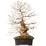 Carpinus coreana, 52 cm, ± 40 years old, with a nebari of 14 cm