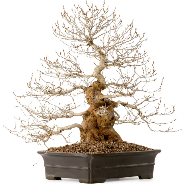 Carpinus coreana, 52 cm, ± 40 ans, avec un nebari de 14 cm