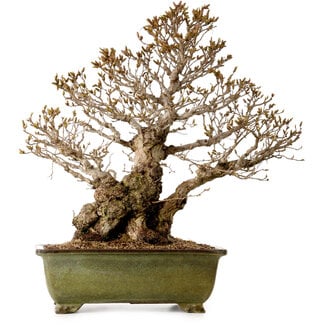 Carpinus coreana, 60 cm, ± 40 ans