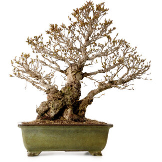 Carpinus coreana, 60 cm, ± 40 jaar oud