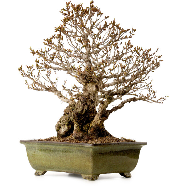 Carpinus coreana, 60 cm, ± 40 Jahre alt, mit einem Nebari von 30 cm