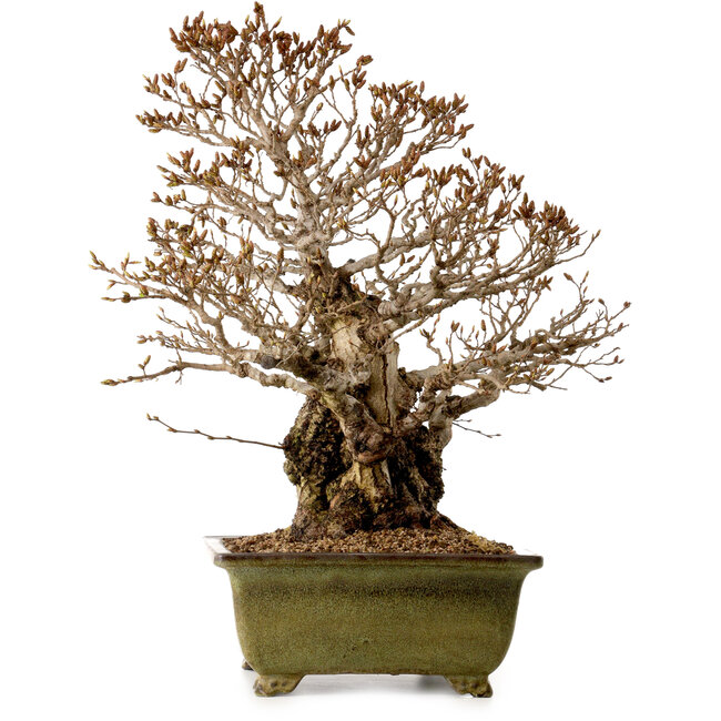 Carpinus coreana, 60 cm, ± 40 Jahre alt, mit einem Nebari von 30 cm