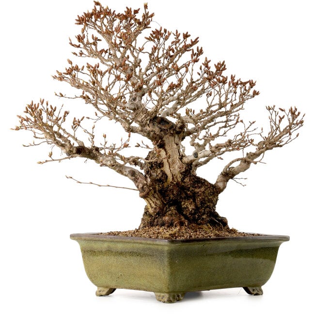 Carpinus coreana, 60 cm, ± 40 anni, con nebari di 30 cm