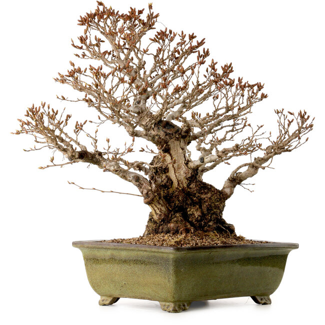Carpinus coreana, 60 cm, ± 40 years old, with a nebari of 30 cm