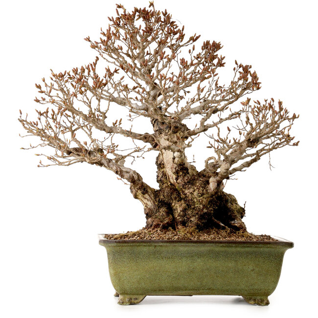 Carpinus coreana, 60 cm, ± 40 years old, with a nebari of 30 cm