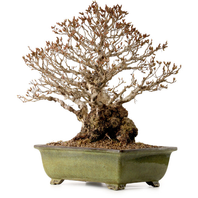 Carpinus coreana, 60 cm, ± 40 years old, with a nebari of 30 cm