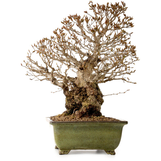 Carpinus coreana, 60 cm, ± 40 anni, con nebari di 30 cm