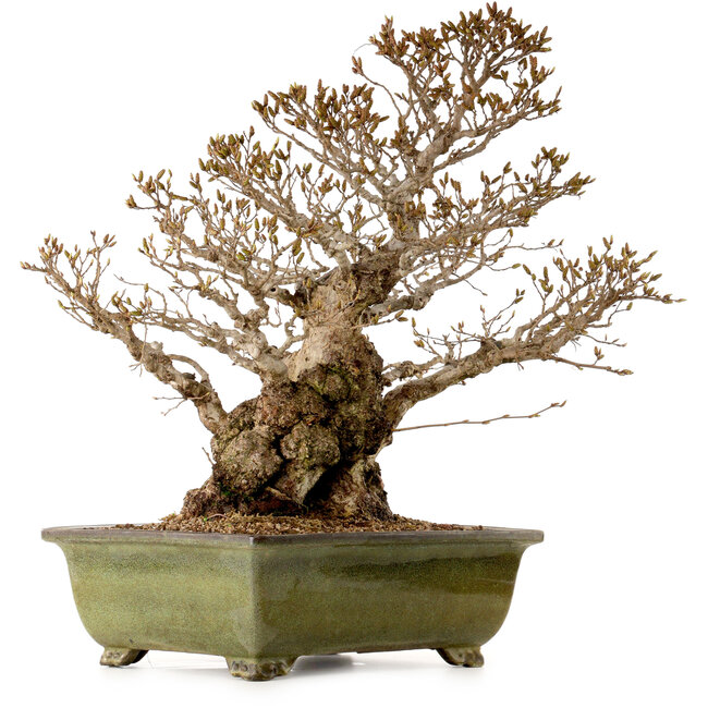 Carpinus coreana, 60 cm, ± 40 Jahre alt, mit einem Nebari von 30 cm