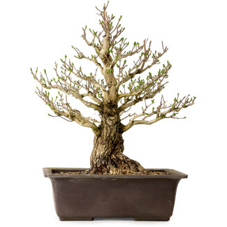 Euonymus alatus, 60 cm, ± 40 años