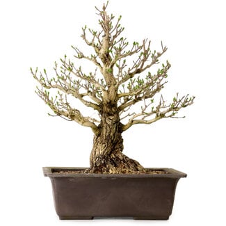 Euonymus alatus, 60 cm, ± 40 ans