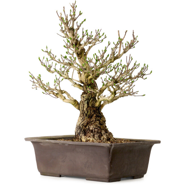 Euonymus alatus, 60 cm, ± 40 anni, con un nebari di 25 cm