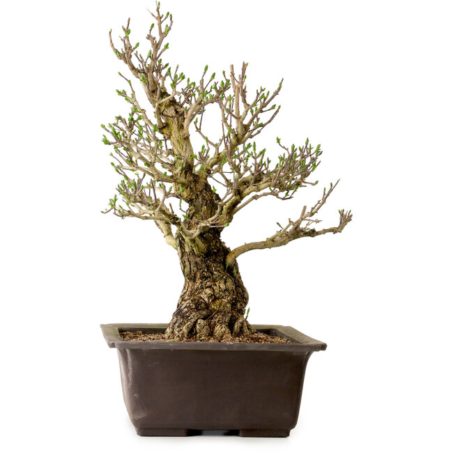 Euonymus alatus, 60 cm, ± 40 ans, avec un nebari de 25 cm