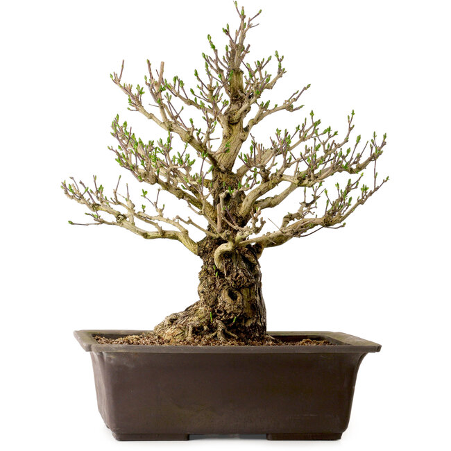 Euonymus alatus, 60 cm, ± 40 years old, with a nebari of 25 cm