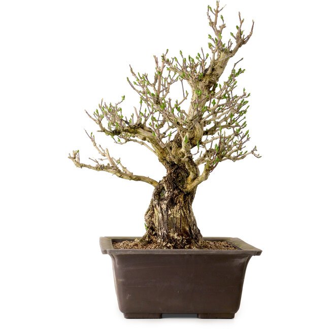 Euonymus alatus, 60 cm, ± 40 years old, with a nebari of 25 cm